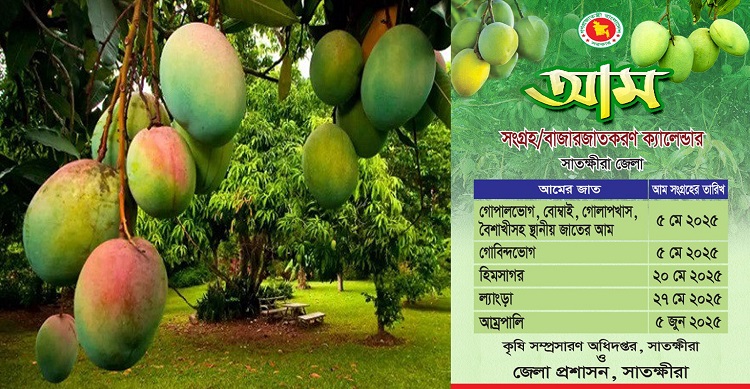 Satkhira mango ripening schedule