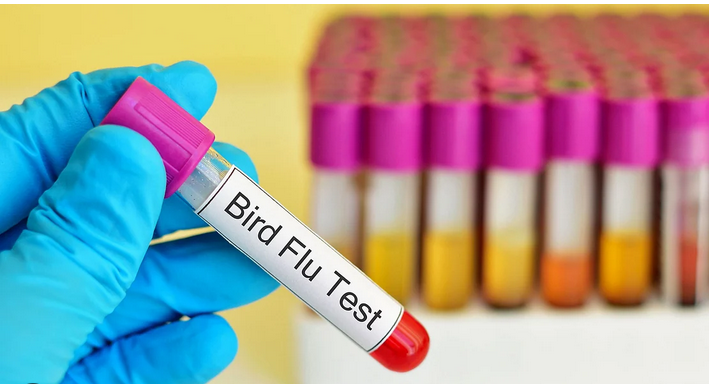 Suspected Bird Flu in Jessore